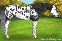 Horse Color:Black Splash Appaloosa 