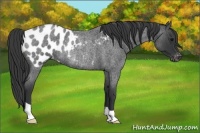 Horse Color:Blue Roan Appaloosa Rabicano 