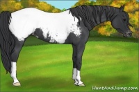 Horse Color:Blue Roan Appaloosa