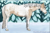 Horse Color:Chocolate Palomino Pearl Tobiano Frame and Chocolate Palomino Pearl Tobiano Frame