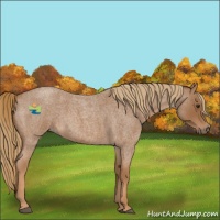 Horse Color:Red Roan 