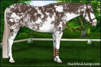 Horse Color:Liver Chestnut Sabino Appaloosa 