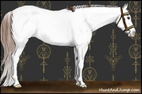 Horse Color:Chestnut Sabino Splash Near Fewspot 