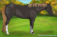 Horse Color:Liver Chestnut 
