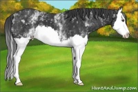 Horse Color:White Spotted Black Splash