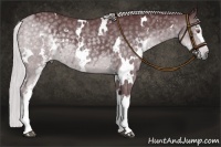 Horse Color:White Spotted Chocolate Silver Black Chinchilla 