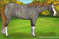 Horse Color:Midnight Red Dun Roan Splash 