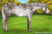 Horse Color:Silver Smoky Black Ice Frame