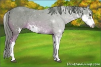 Horse Color:Watercolor Chestnut Sabino 