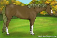 Horse Color:Chestnut 