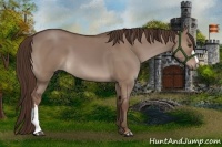 Horse Color:Liver Red Dun 