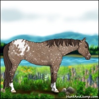 Horse Color:Liver Red Dun Appaloosa 