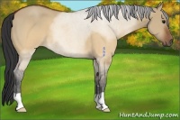 Horse Color:Brown Roan Dun 