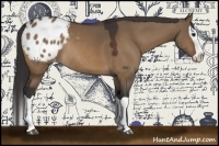 Horse Color:Bay Dun Splash Appaloosa Rabicano 