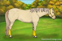 Horse Color:Palomino Roan Dun