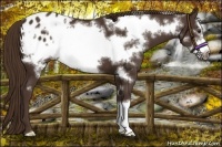 Horse Color:Liver Chestnut Frame Varnish
