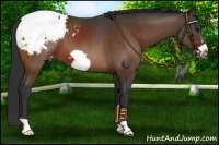 Horse Color:Brown Frame Appaloosa