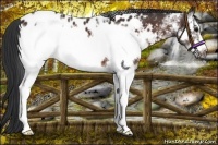 Horse Color:White Spotted Brown Frame Appaloosa 