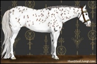 Horse Color:Silver Bay Sabino Splash Near Leopard 
