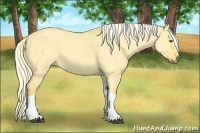 Horse Color:Palomino Dun Tobiano 