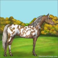 Horse Color:Silver Buckskin Appaloosa 