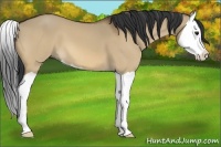 Horse Color:Bay Dun Splash 