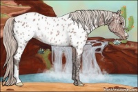 Horse Color:Silver Brown Ice Appaloosa Rabicano 