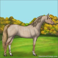 Horse Color:Red Dun Roan 