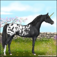 Horse Color:Black Appaloosa