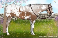 Horse Color:White Spotted Liver Chestnut Sabino Appaloosa 