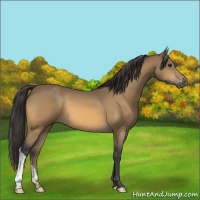 Horse Color:Buckskin 