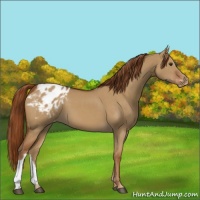 Horse Color:Red Dun Appaloosa
