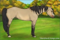 Horse Color:Bay Dun