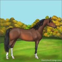 Horse Color:Bay Roan 