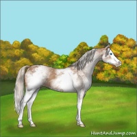 Horse Color:White Spotted Chestnut Splash Rabicano 