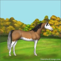 Horse Color:Buckskin Splash