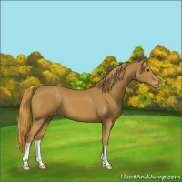 Horse Color:Chestnut Appaloosa