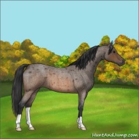 Horse Color:Brown Roan