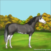 Horse Color:Grullo Splash 