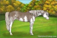 Horse Color:Silver Black Splash