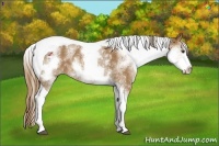 Horse Color:White Spotted Chestnut Tobiano 