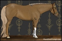 Horse Color:Chocolate Palomino 