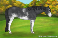 Horse Color:White Spotted Blue Roan 