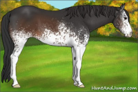 Horse Color:White Spotted Brown Appaloosa