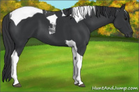 Horse Color:Black Tobiano 