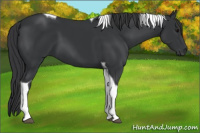 Horse Color:Black Tobiano 