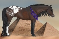 Horse Color:Brown Appaloosa 