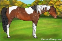 Horse Color:Bay Tobiano Snowflake Varnish 
