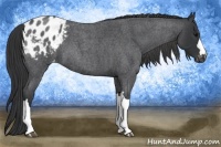 Horse Color:Blue Roan Appaloosa