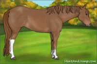 Horse Color:Chestnut 